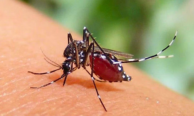 ডেঙ্গুতে আরও ৩ মৃত্যু, শনাক্ত ১১৮৬ &nbsp;&nbsp;